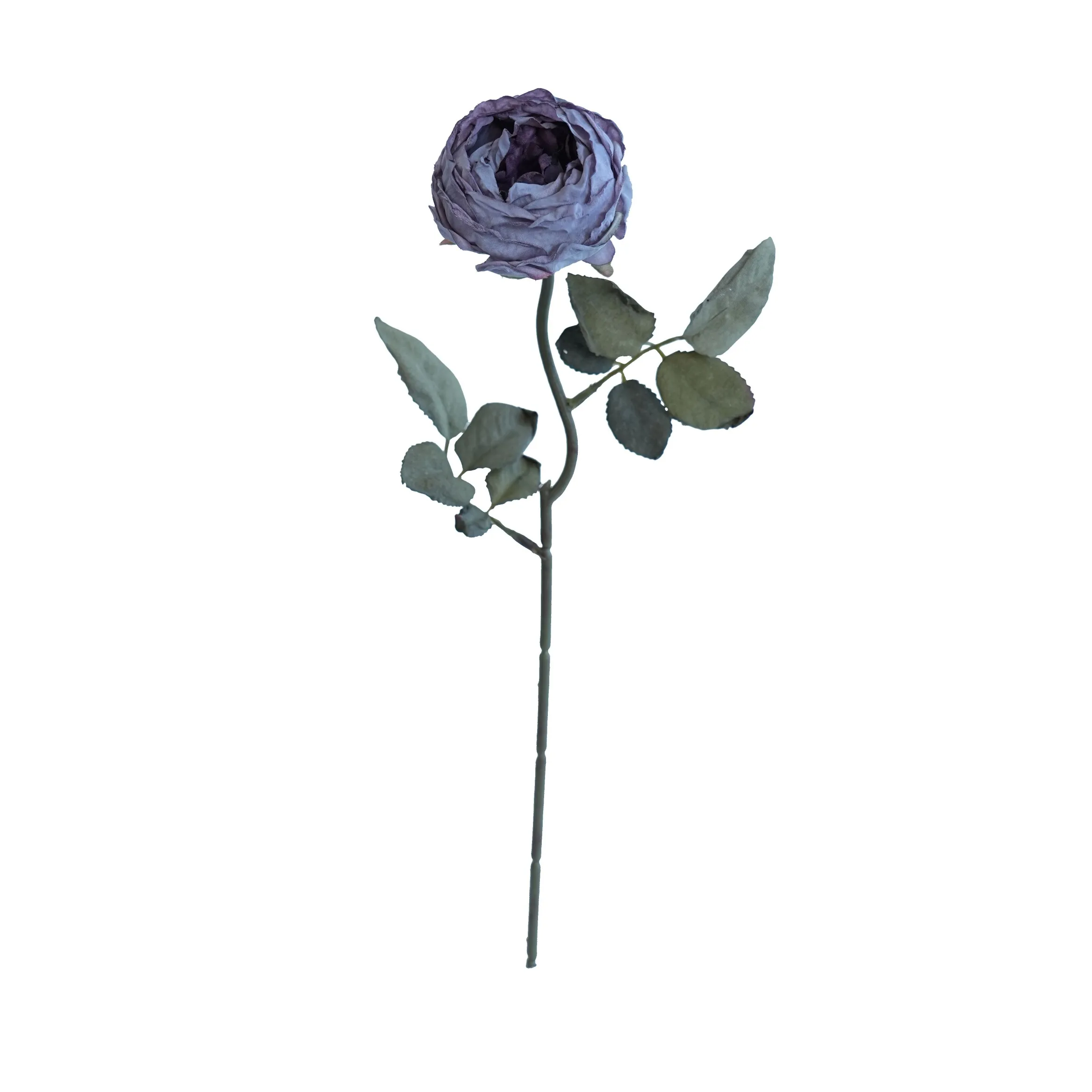 Joanna Montana Rose