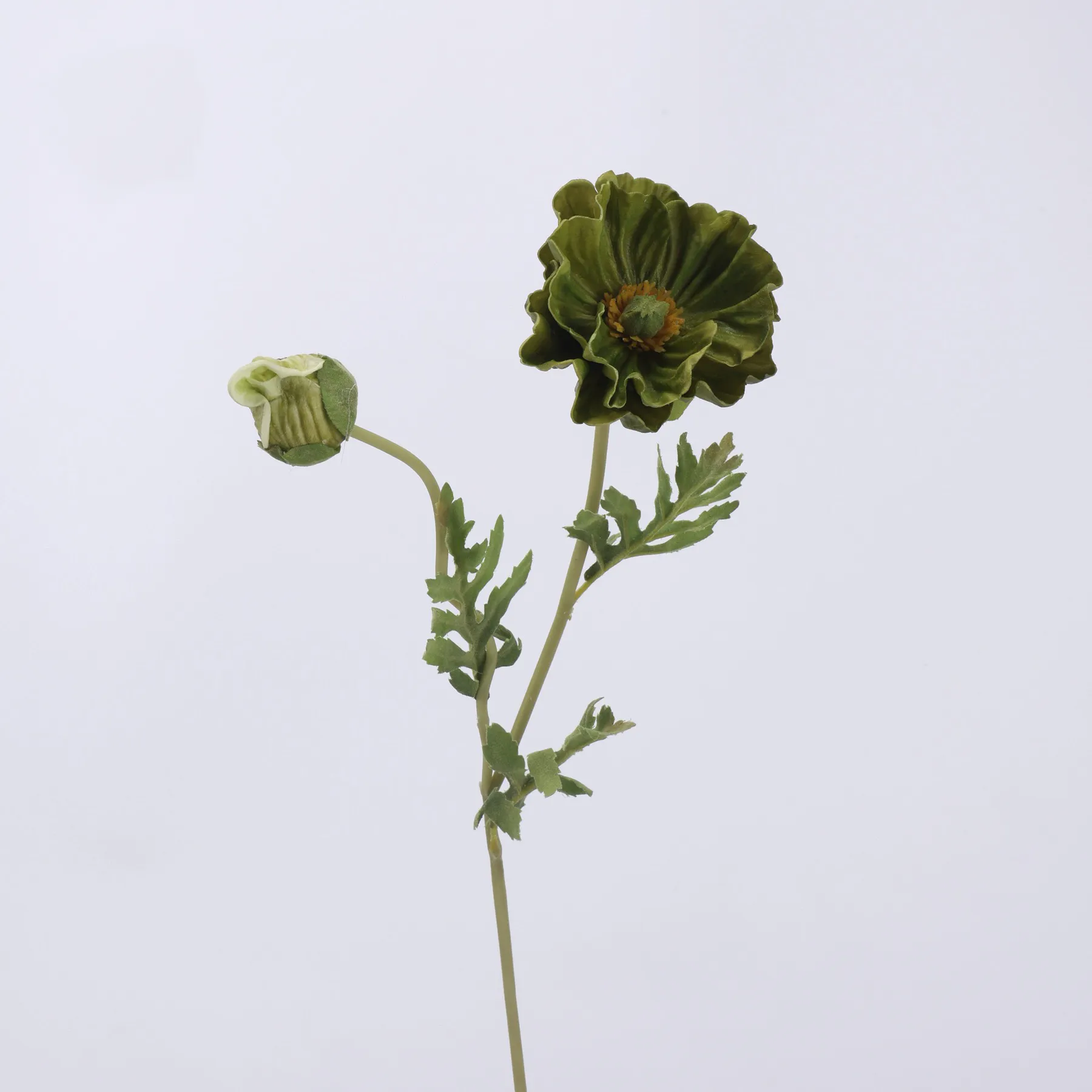 amapola de maíz