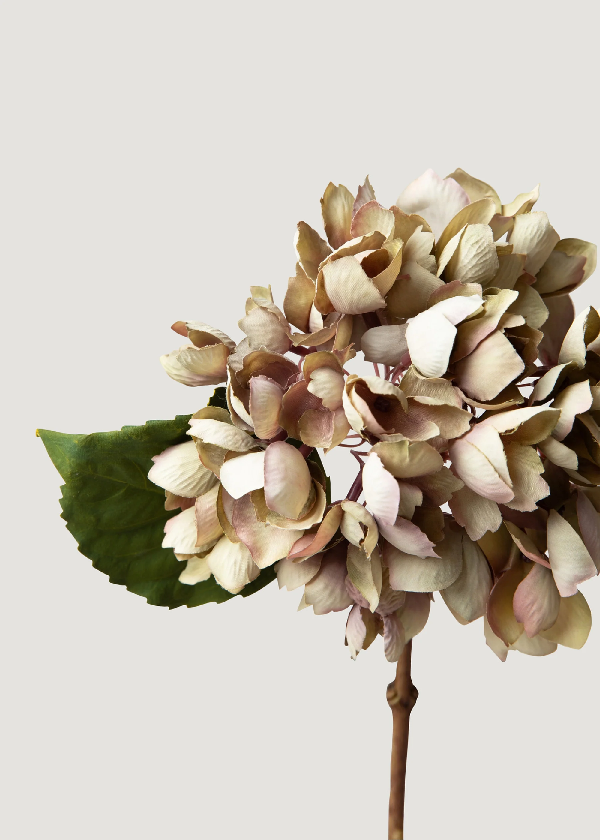 Mirada seca Flor de hortensia falsa