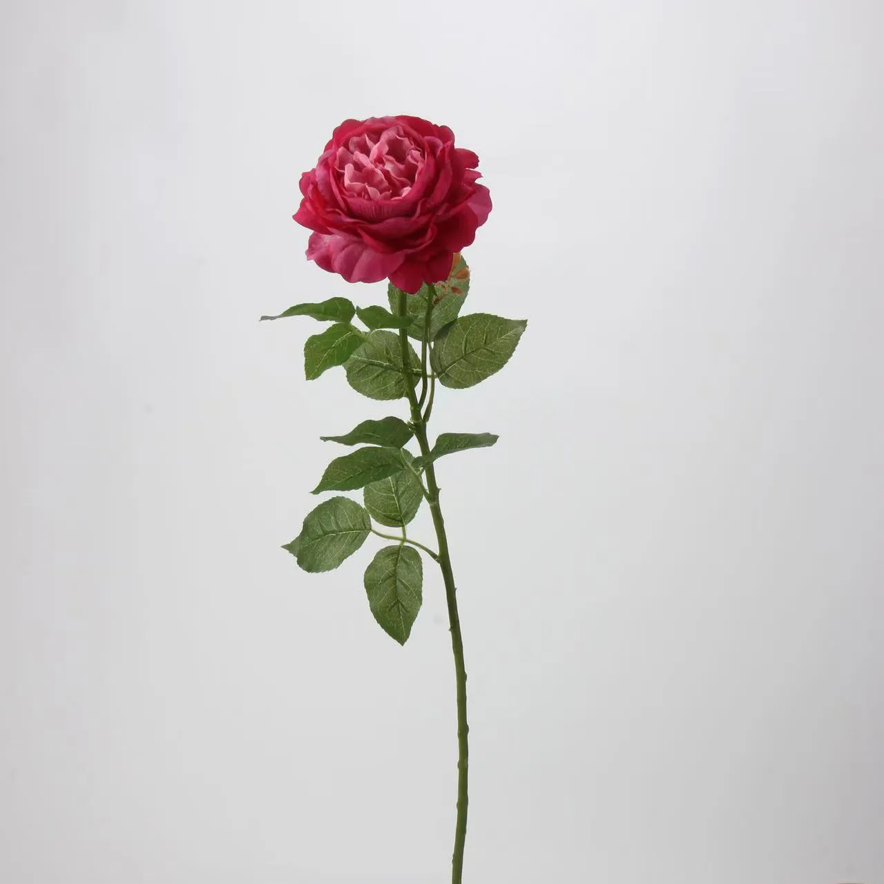 Rocío de loto rosa