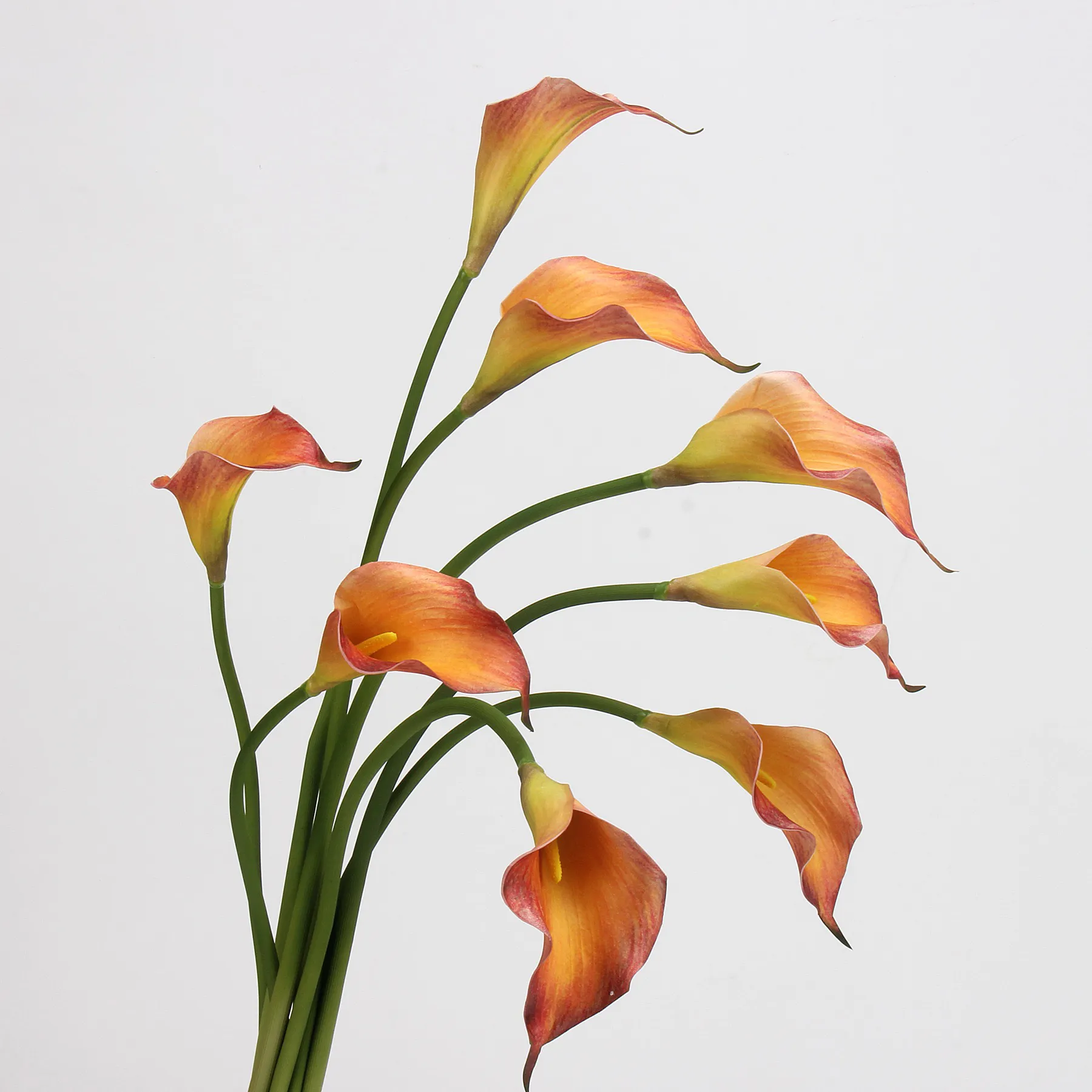 Lily de cala
