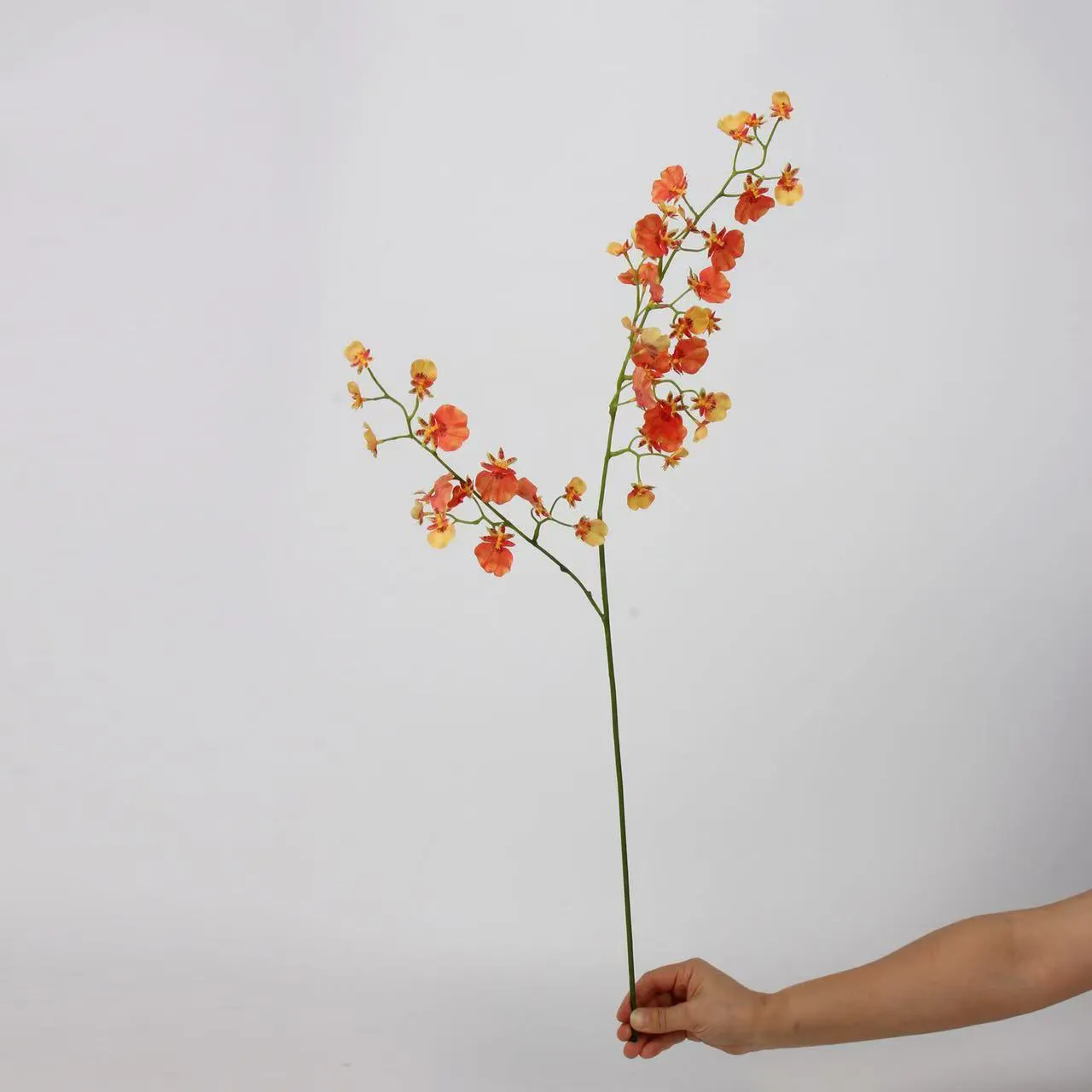 orquídea de baile