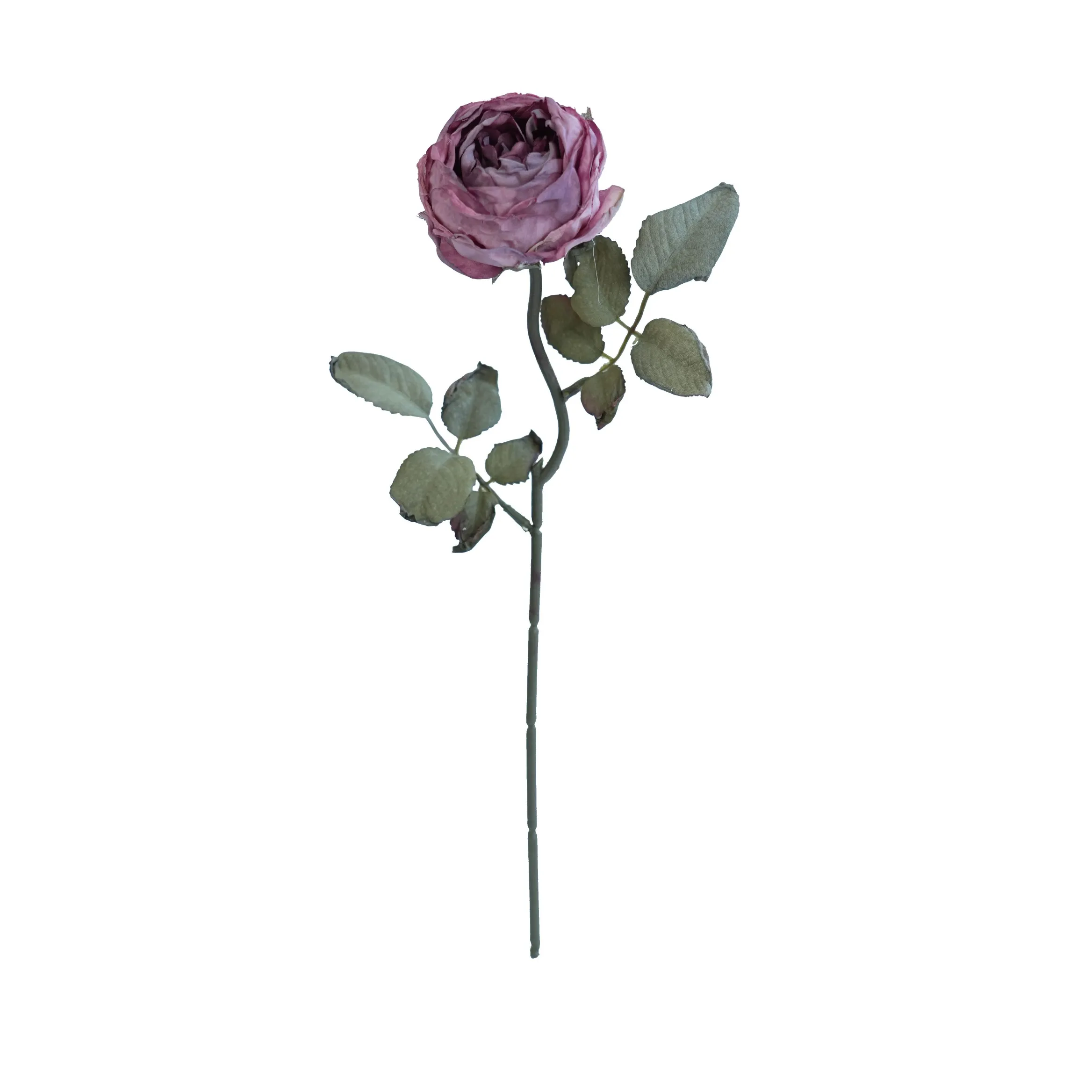 Joanna Montana Rose