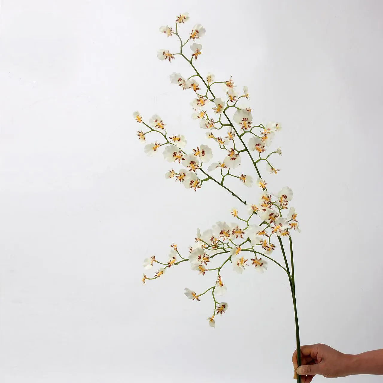 orquídea de baile