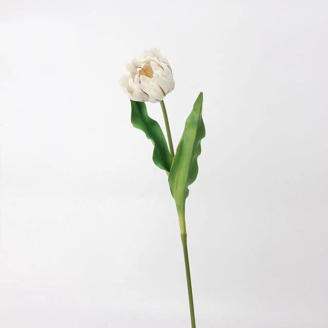 tulipán rococo