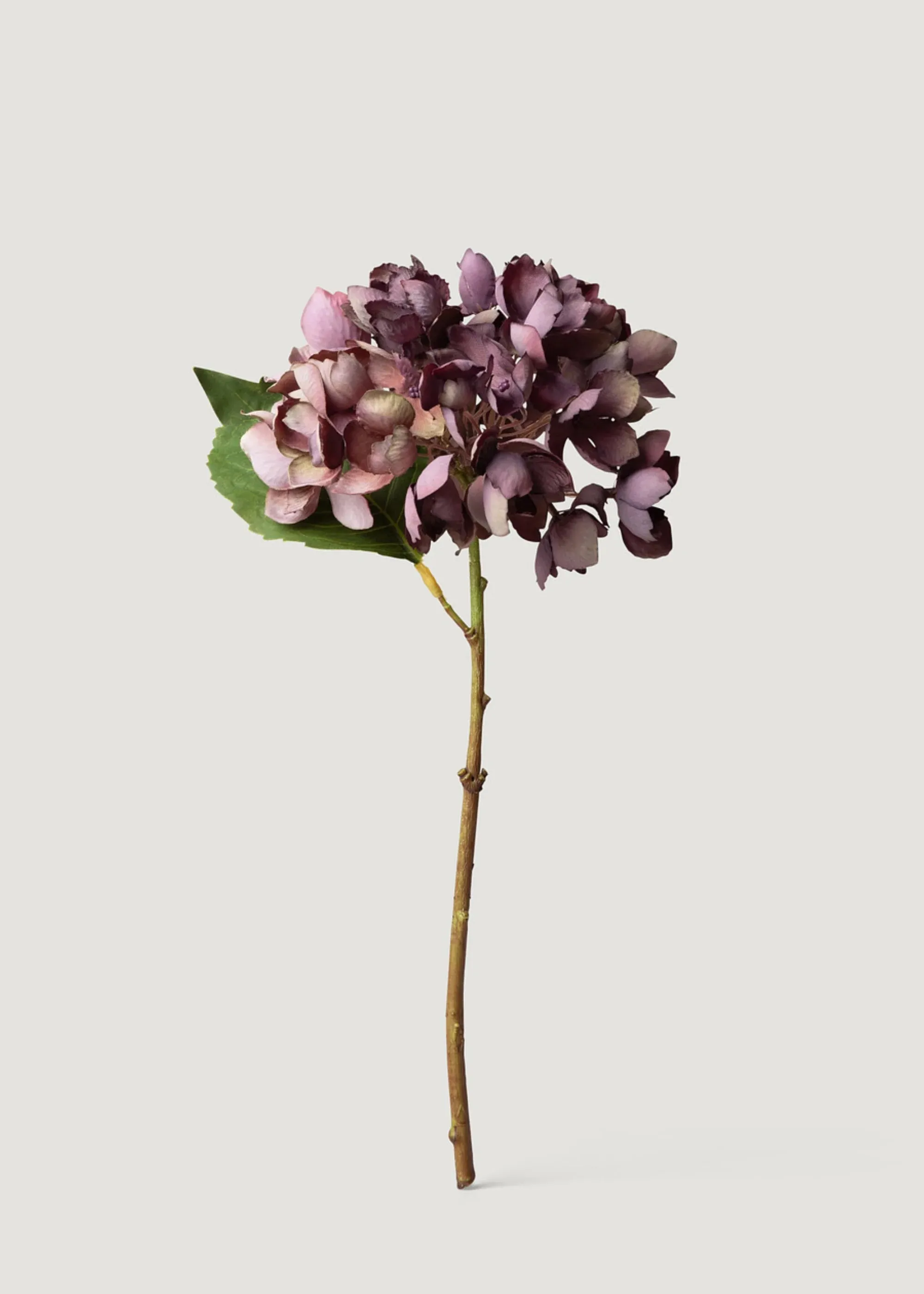 Mirada seca Flor de hortensia falsa