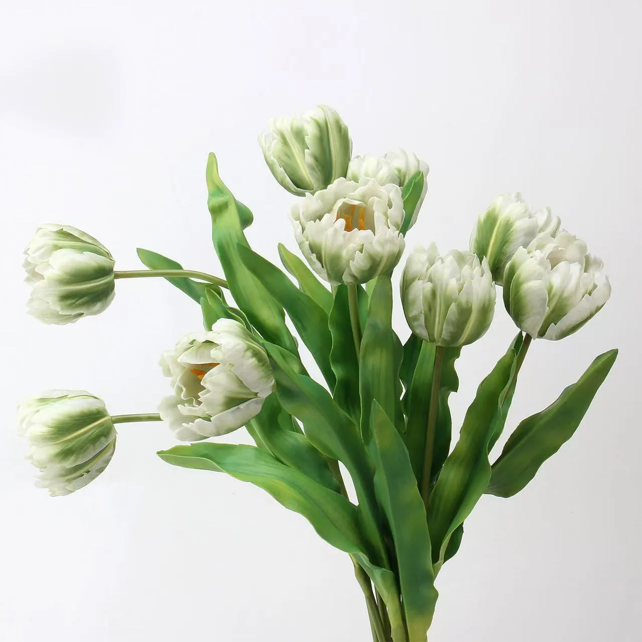 tulipán rococo