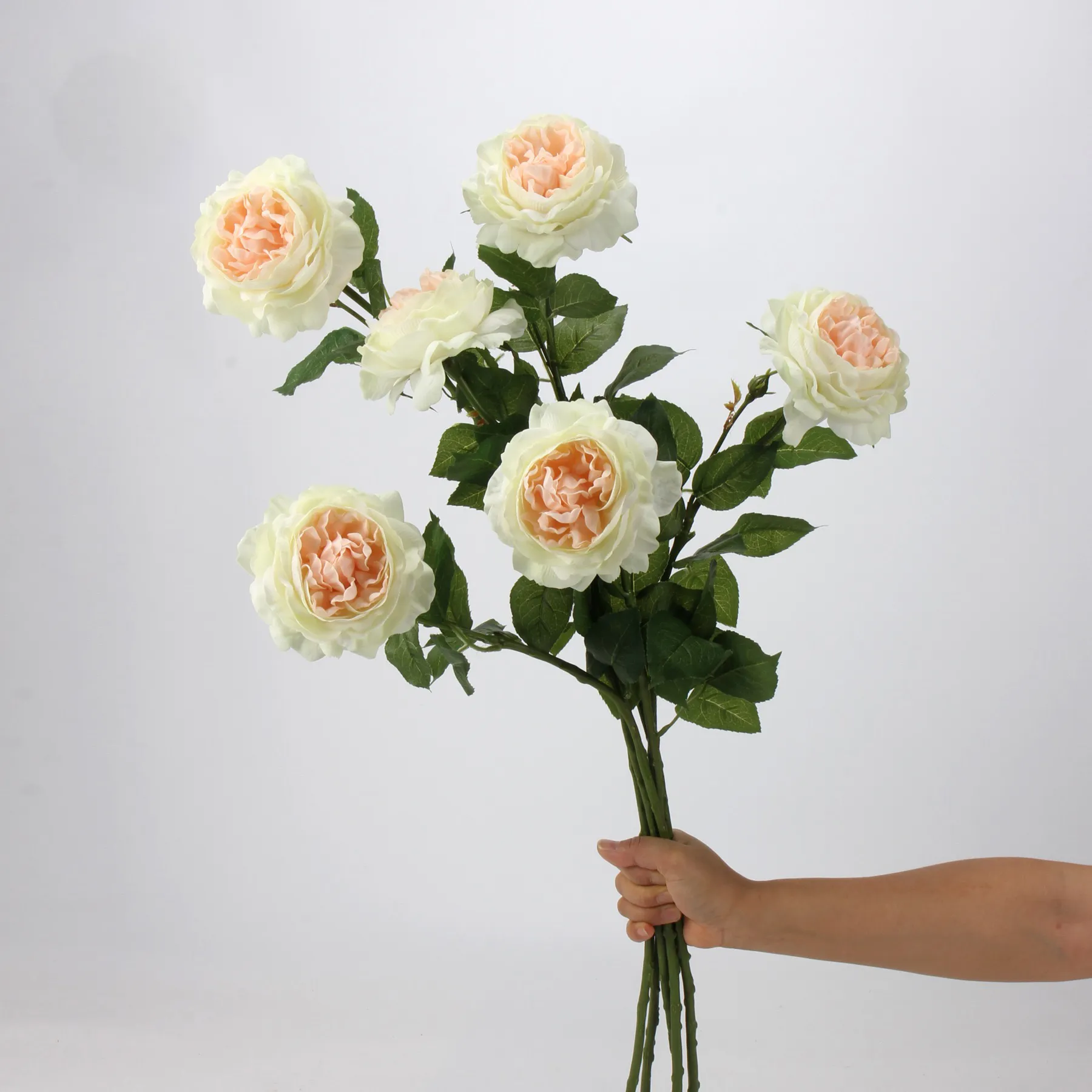 Rocío de loto rosa