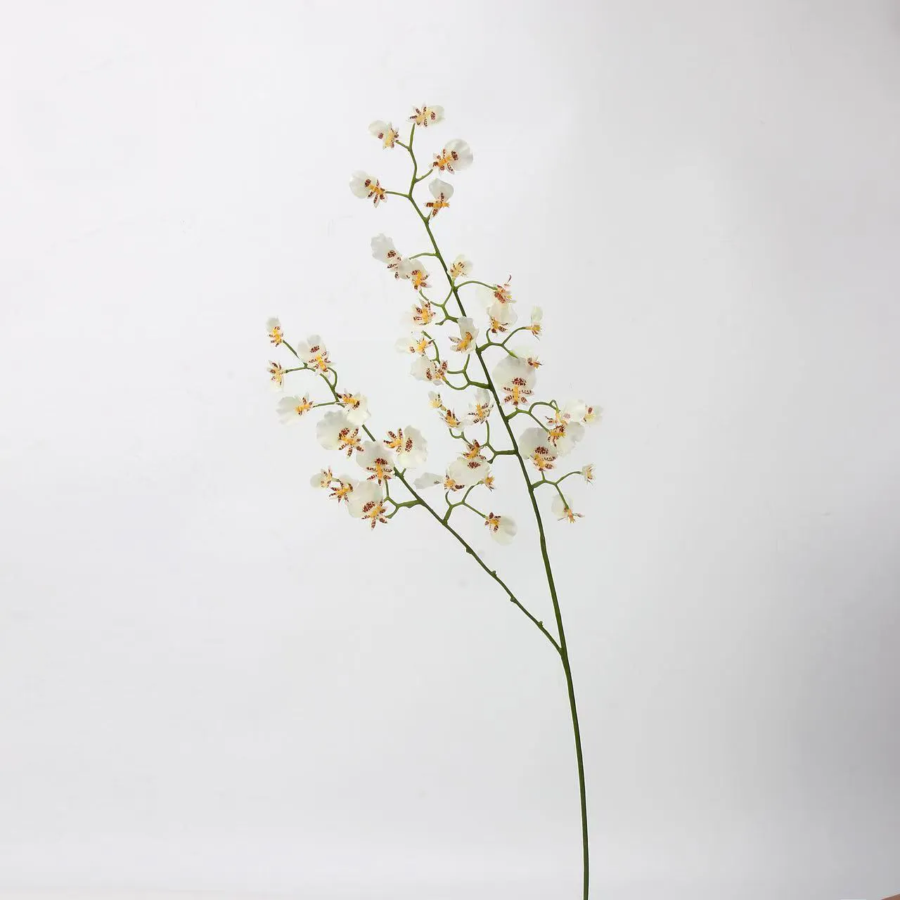 orquídea de baile