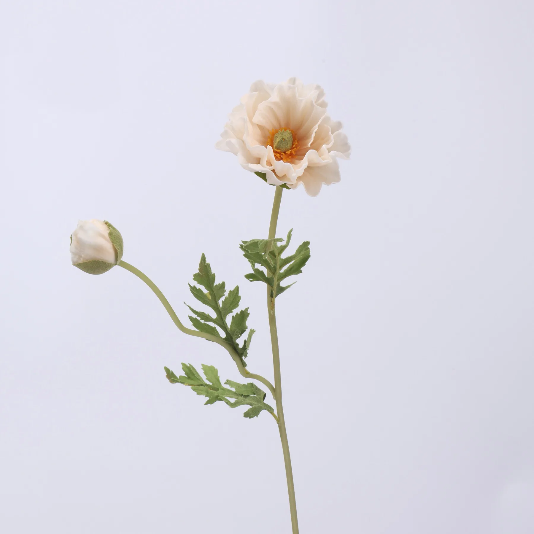 amapola de maíz