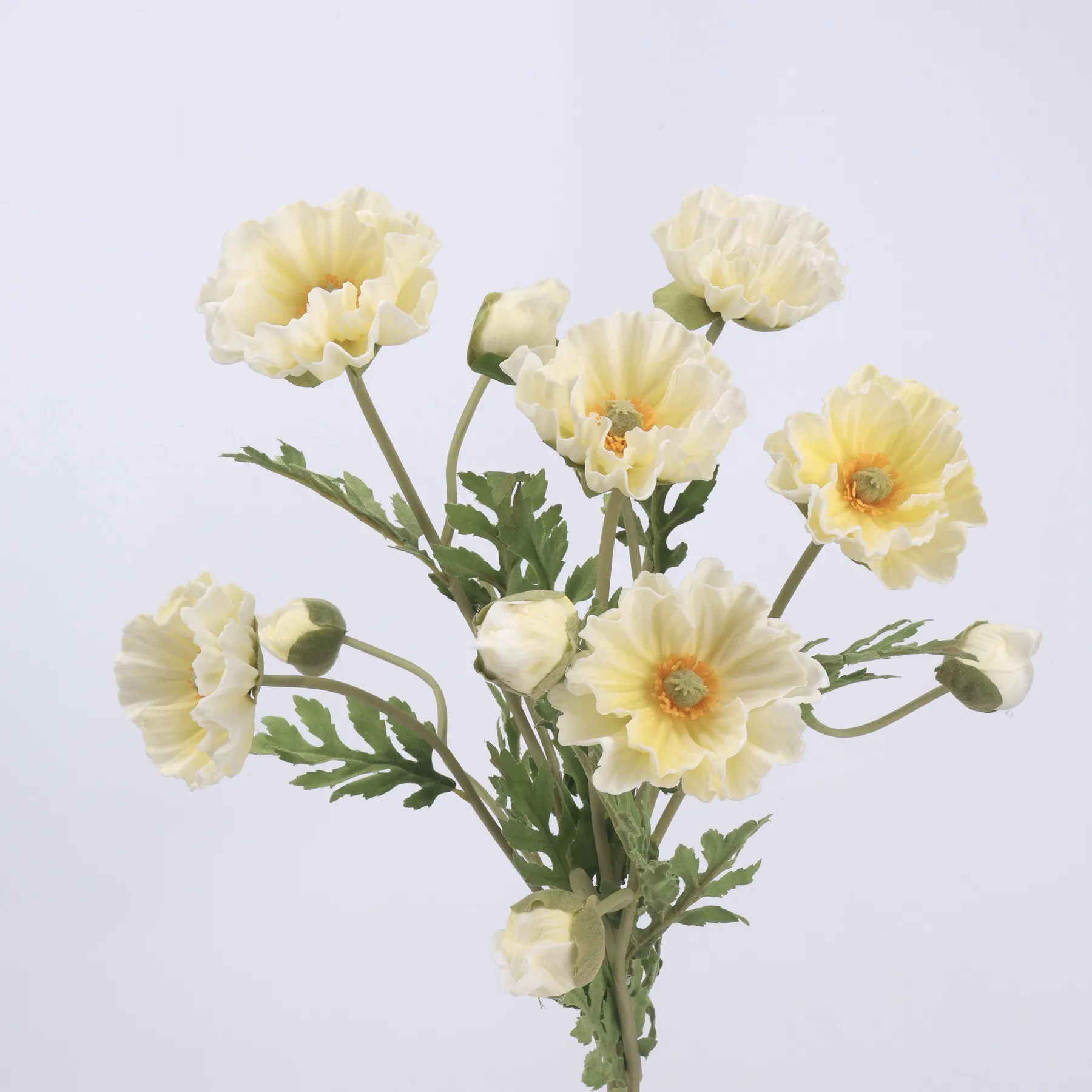 amapola de maíz