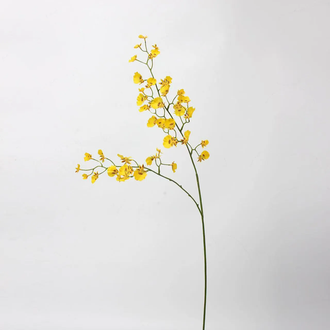 orquídea de baile